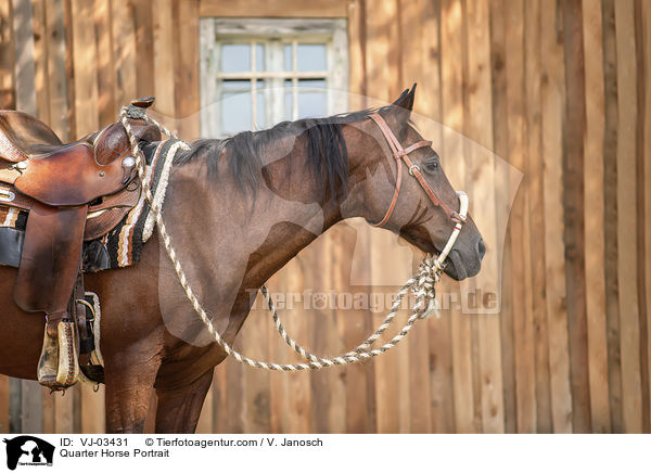 Quarter Horse Portrait / VJ-03431
