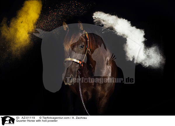 Quarter Horse with holi powder / AZ-01119