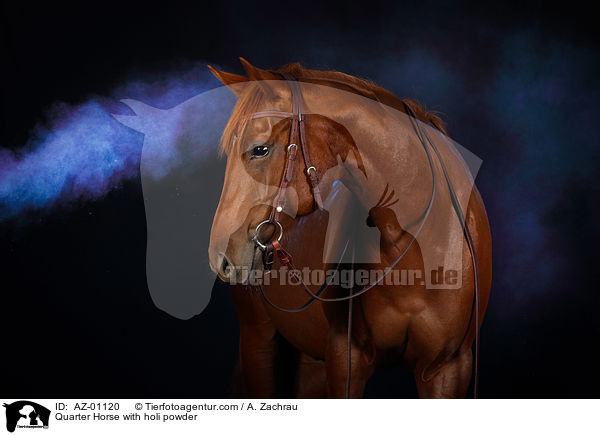 Quarter Horse mit Holi Pulver / Quarter Horse with holi powder / AZ-01120