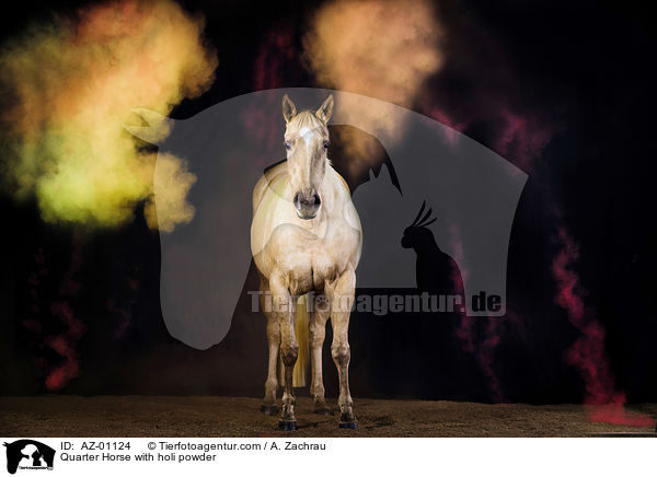 Quarter Horse with holi powder / AZ-01124