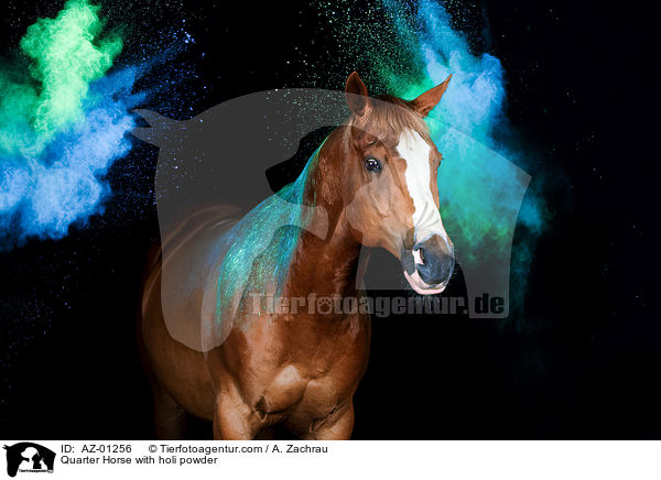 Quarter Horse with holi powder / AZ-01256