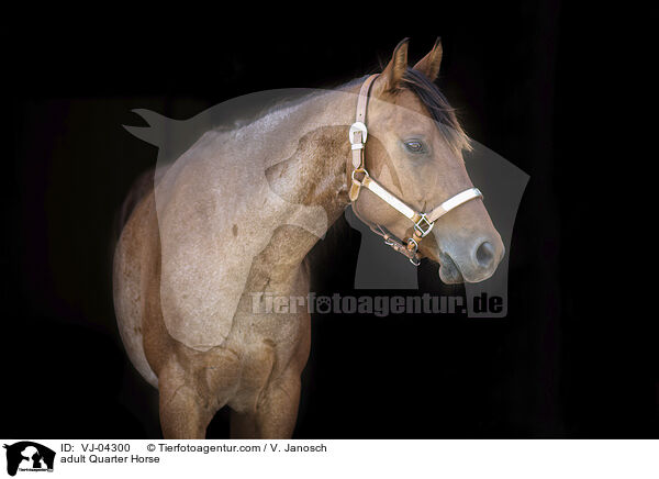 ausgewachsenes Quarter Horse / adult Quarter Horse / VJ-04300