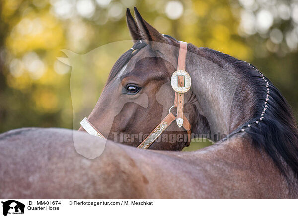 Quarter Horse / Quarter Horse / MM-01674