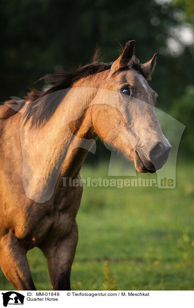 Quarter Horse / Quarter Horse / MM-01848