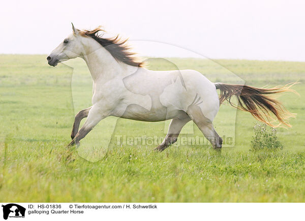 galoppierendes Quarter Horse / galloping Quarter Horse / HS-01836