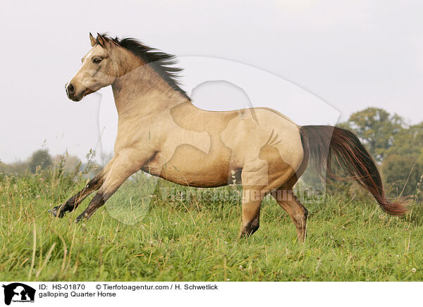 galoppierendes Quarter Horse / galloping Quarter Horse / HS-01870
