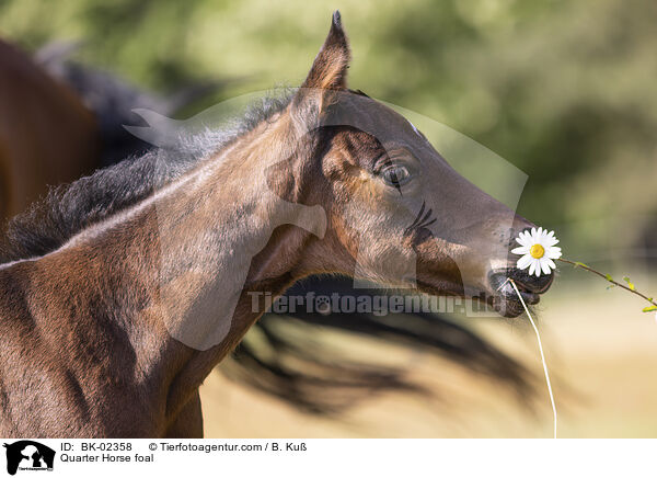 Quarter Horse foal / BK-02358