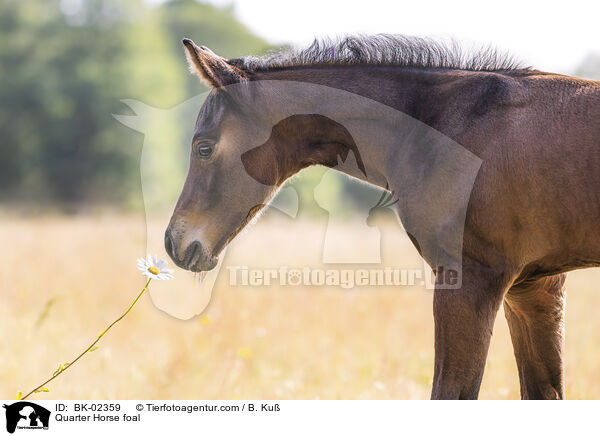 Quarter Horse foal / BK-02359