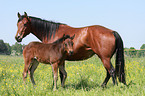 mare with foal