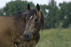 Quarter Horse stallion