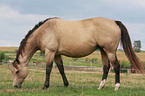 grazing Quarter Horse