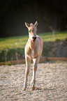 Quarter Horse foal