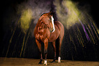 Quarter Horse with holi powder