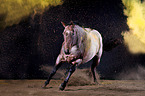 Quarter Horse with holi powder