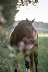 Quarter Horse gelding