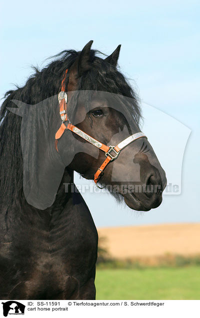 cart horse portrait / SS-11591