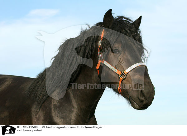 Rheinisch Deutsches Kaltblut Portrait / cart horse portrait / SS-11598