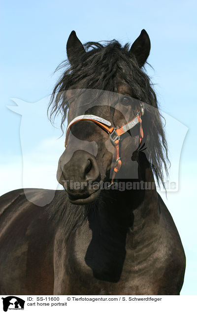 cart horse portrait / SS-11600