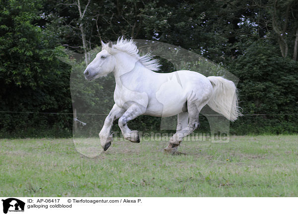 galloping coldblood / AP-06417