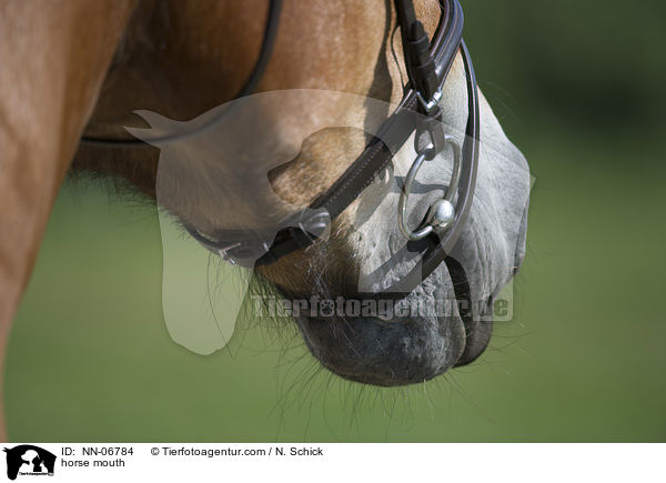 Pferdemaul / horse mouth / NN-06784