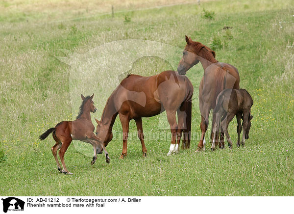Rhenish warmblood mare with foal / AB-01212