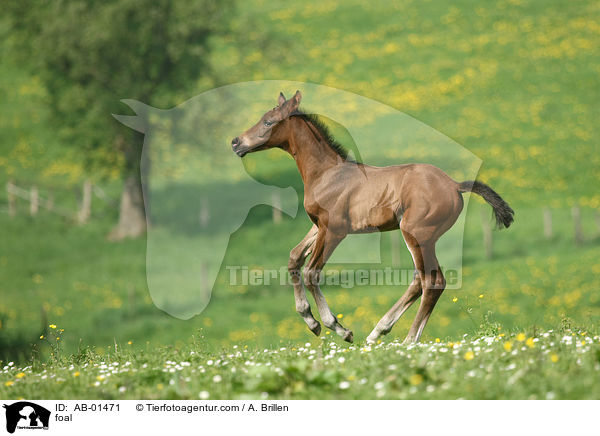foal / AB-01471