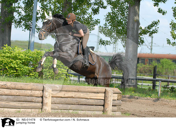 jumping horse / NS-01478