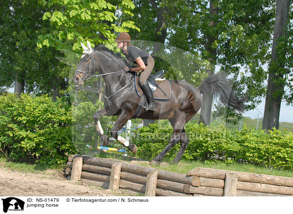 jumping horse / NS-01479