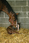 mare with foal