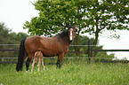 mare with foal