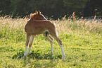 foal