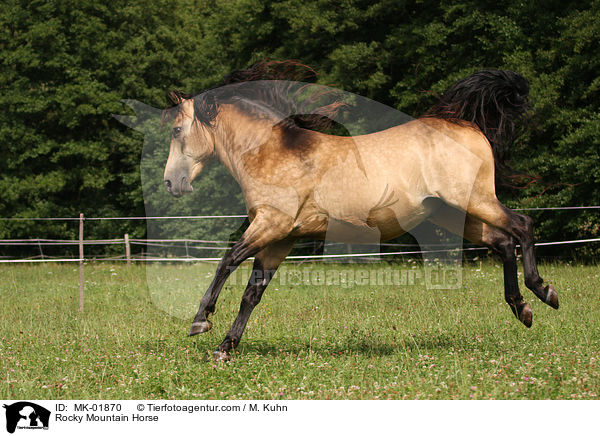 Rocky Mountain Horse / Rocky Mountain Horse / MK-01870