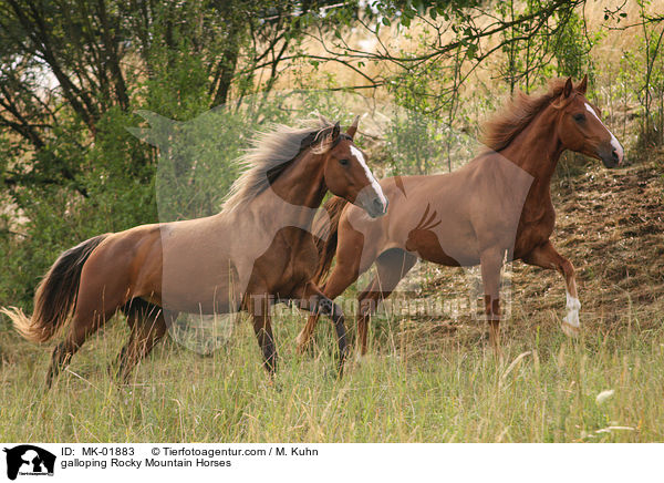 galloping Rocky Mountain Horses / MK-01883