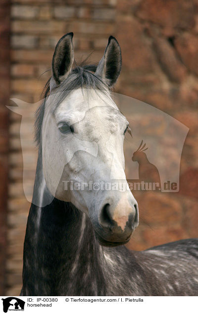 horsehead / IP-00380