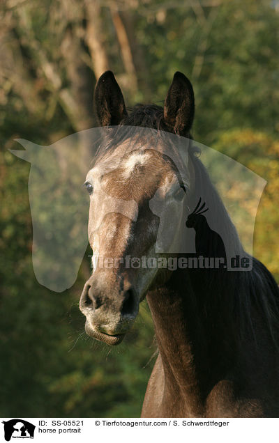 horse portrait / SS-05521