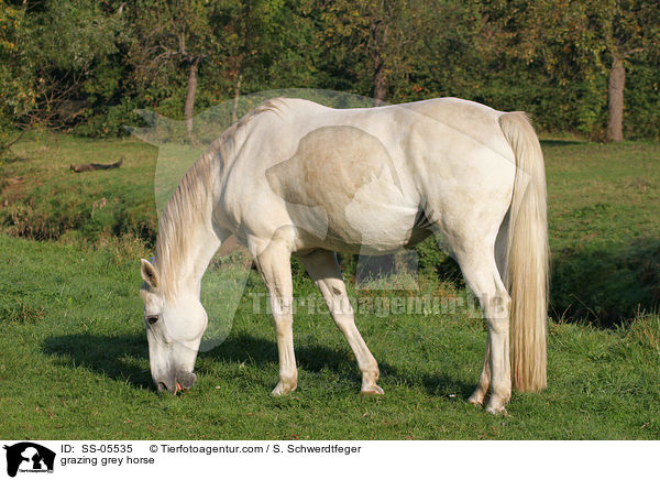 grazing grey horse / SS-05535