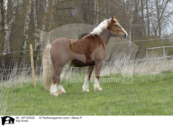 Schleswiger Kaltblut / big horse / AP-02522