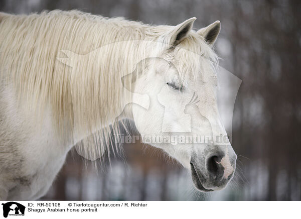 Shagya Arabian horse portrait / RR-50108