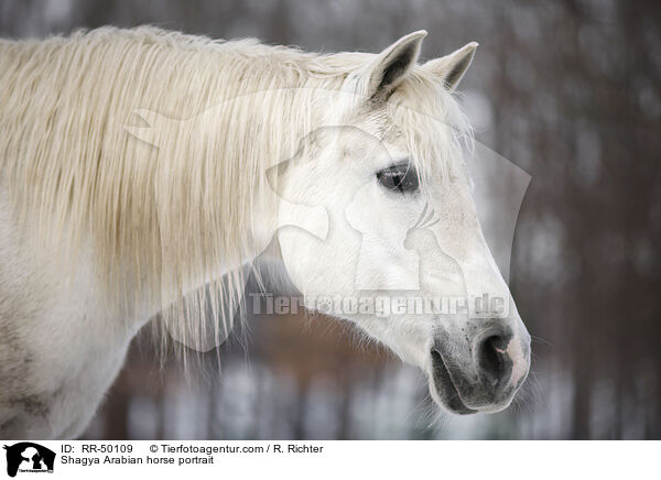 Shagya Arabian horse portrait / RR-50109