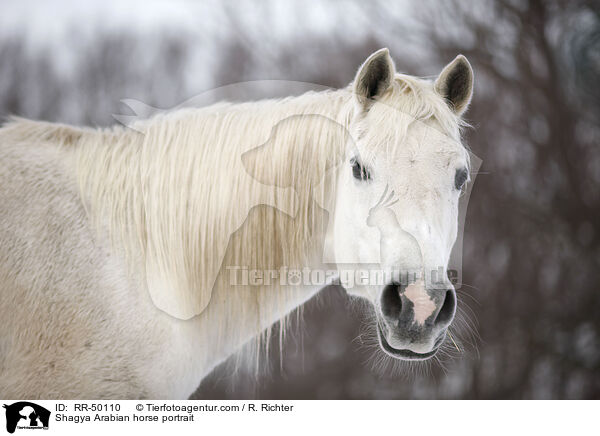 Shagya Arabian horse portrait / RR-50110