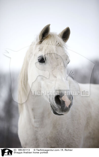 Shagya Arabian horse portrait / RR-50113