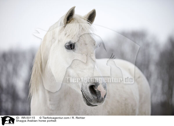 Shagya Arabian horse portrait / RR-50115