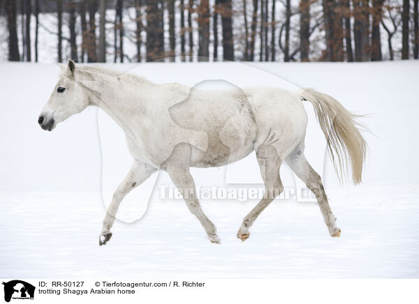 trotting Shagya Arabian horse / RR-50127