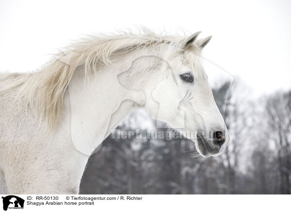 Shagya Arabian horse portrait / RR-50130