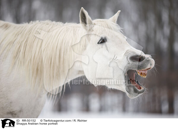 Shagya Arabian horse portrait / RR-50152