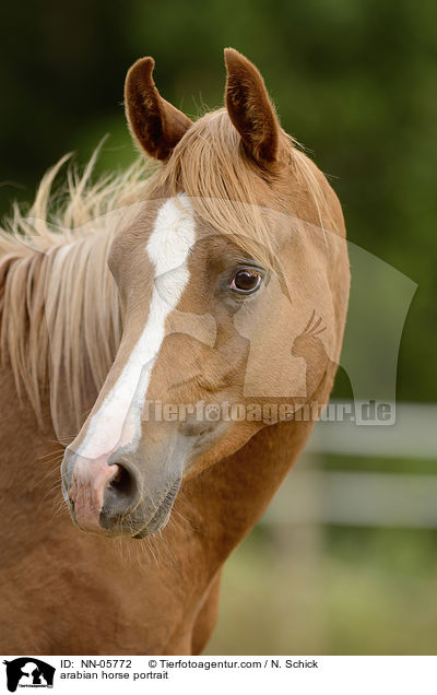 arabian horse portrait / NN-05772