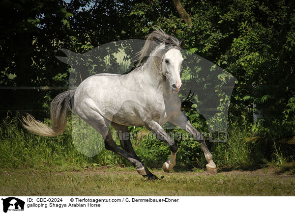 galloping Shagya Arabian Horse / CDE-02024