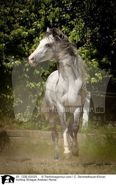 trotting Shagya Arabian Horse / CDE-02025