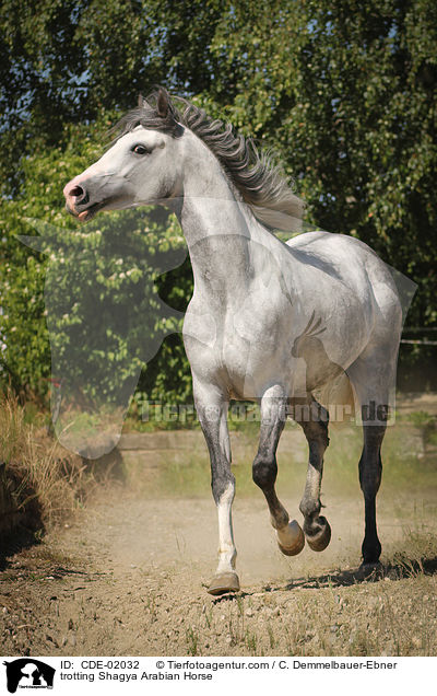 trotting Shagya Arabian Horse / CDE-02032