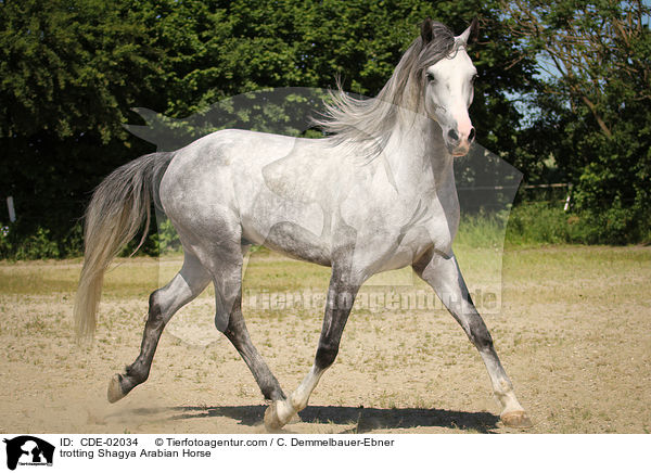 trabender Shagya Araber / trotting Shagya Arabian Horse / CDE-02034